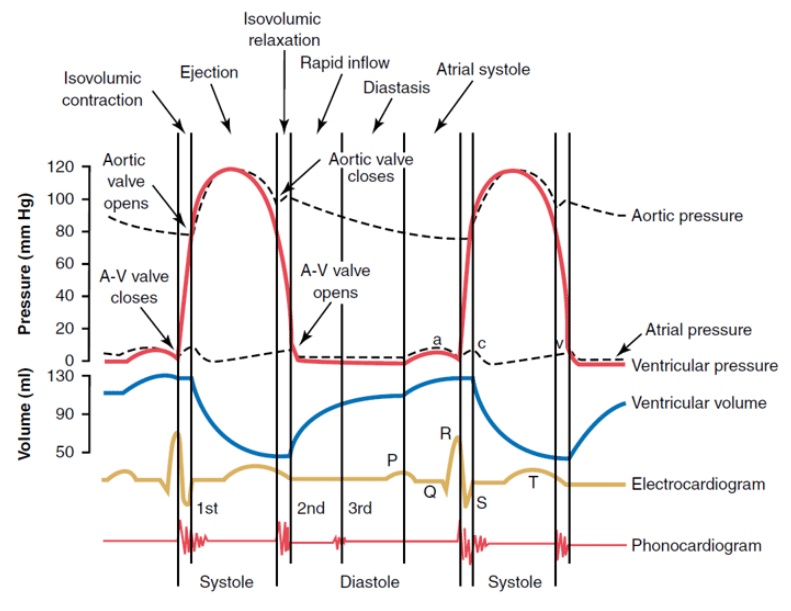 Diagram for the left heart